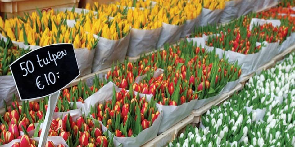 Colourful tulips for sale Amsterdam Amsterdam flower markets
