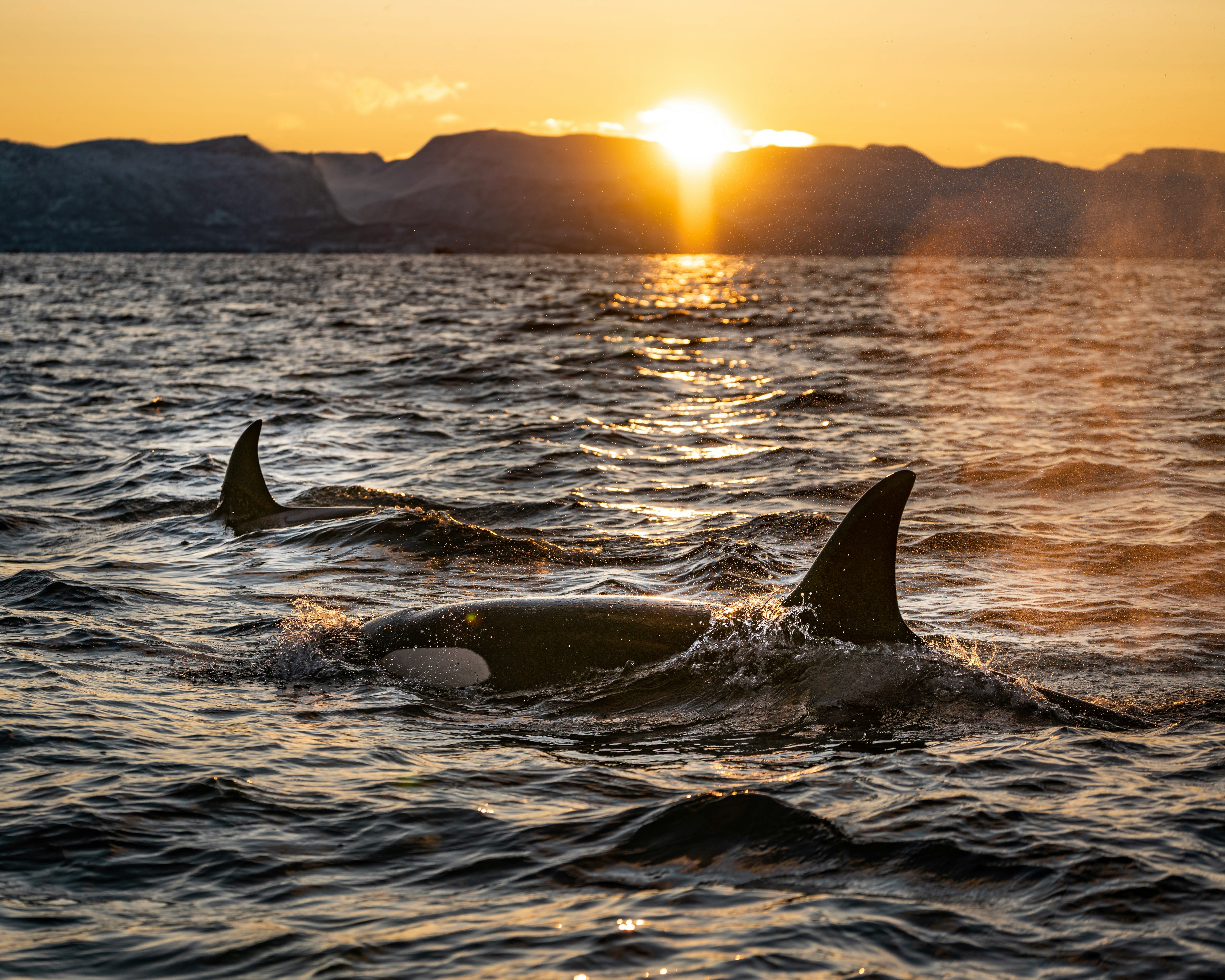 Orcas breaching with the sunset Orcas breaching with the sunset