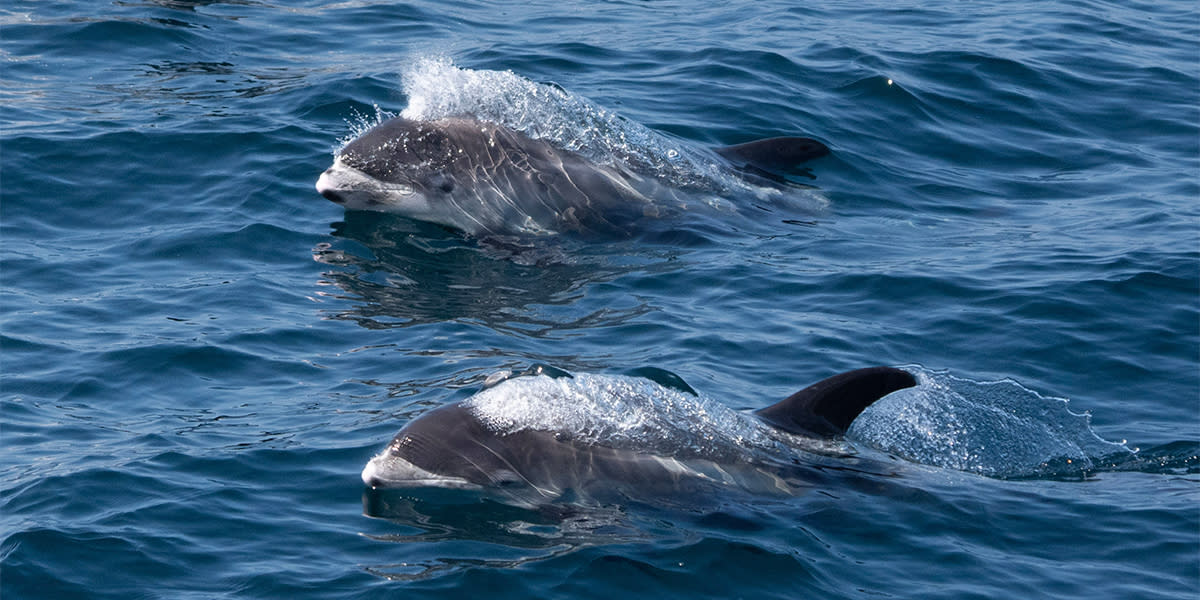 Dolphins - Brand - sustainability Dolphins - Brand - sustainability