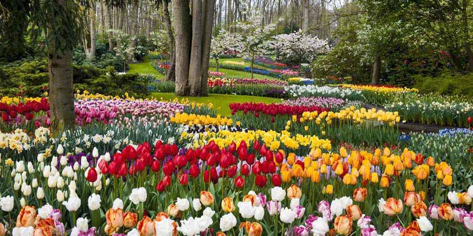 Keukenhof Garden, Holland Keukenhof Garden, Holland