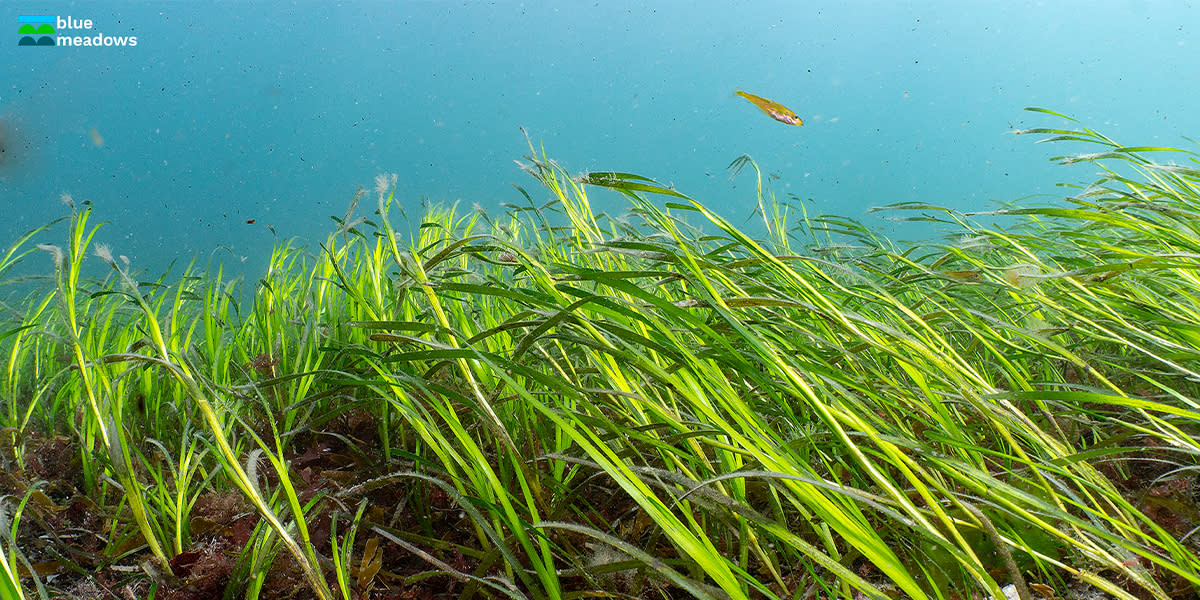 Ocean Conservation Trust
